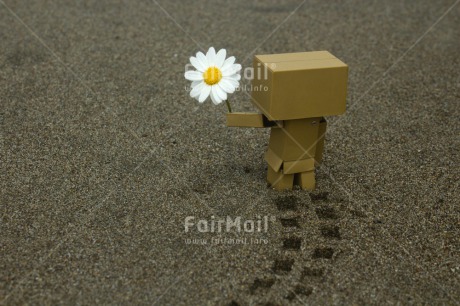 Fair Trade Photo Colour image, Daisy, Danboard, Flower, Horizontal, Peru, Sorry, South America, Thinking of you, Valentines day
