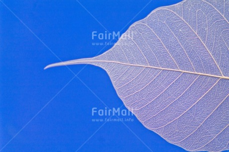 Fair Trade Photo Birthday, Blue, Colour, Get well soon, Leaf, Nature, Texture, Thank you, Yellow