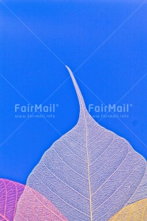 Fair Trade Photo Birthday, Blue, Colour, Get well soon, Leaf, Nature, Texture, Thank you, Yellow