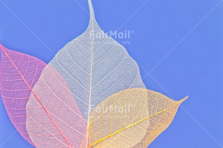 Fair Trade Photo Birthday, Blue, Colour, Get well soon, Leaf, Nature, Texture, Thank you, Yellow