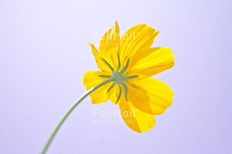 Fair Trade Photo Birthday, Colour, Flower, Get well soon, Nature, Thank you, Yellow