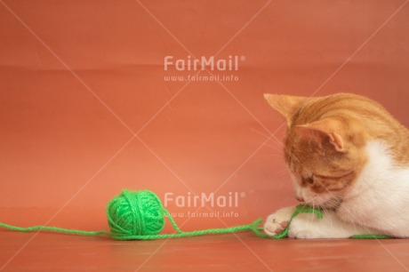 Fair Trade Photo Adjective, Animal, Animals, Ball of yarn, Birthday, Cat, Congratulations, Cute, Emotions, Fathers day, Felicidad sencilla, Friendship, Fun, Happiness, Mothers day, New beginning, New home, Object, Success, Thank you, Thinking of you