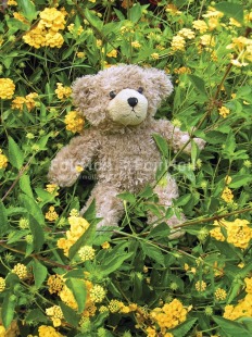 Fair Trade Photo Animals, Bear, Birthday, Colour image, Cute, Day, Flower, Friendship, Funny, Garden, Green, Nature, Outdoor, Peru, Seasons, South America, Summer, Teddybear, Vertical, Yellow