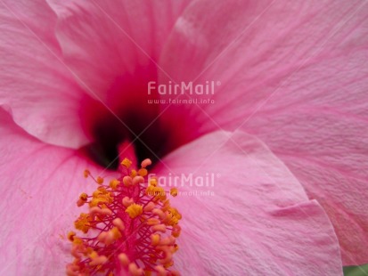 Fair Trade Photo Closeup, Colour image, Flower, Horizontal, Nature, Peru, Pink, South America