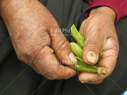 Fair Trade Photo Beans, Closeup, Colour image, Food and alimentation, Hand, Horizontal, Multi-coloured, Outdoor, Peeling, People, Peru, Portrait halfbody, South America, Work