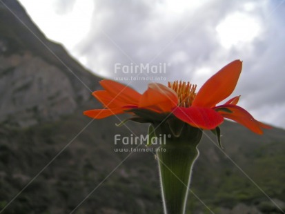 Fair Trade Photo Closeup, Colour image, Condolence-Sympathy, Day, Flower, Horizontal, Mountain, Nature, Outdoor, Peru, Red, Scenic, South America