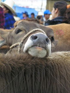 Fair Trade Photo Activity, Animals, Baby, Care, Colour image, Cow, Cute, Day, Market, Outdoor, People, Peru, Relaxing, Rural, South America, Vertical