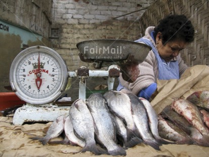 Fair Trade Photo Animals, Colour image, Dailylife, Entrepreneurship, Fish, Focus on foreground, Food and alimentation, Horizontal, Indoor, Market, Multi-coloured, One woman, People, Peru, Scale, Selling, South America, Streetlife