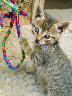 Fair Trade Photo Activity, Animals, Cat, Colour image, Cute, Day, Funny, Looking at camera, Outdoor, Peru, Playing, Rural, South America, Vertical