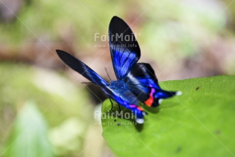 Fair Trade Photo Animals, Blue, Butterfly, Closeup, Colour image, Focus on foreground, Green, Horizontal, Insect, Leaf, Nature, Peru, South America