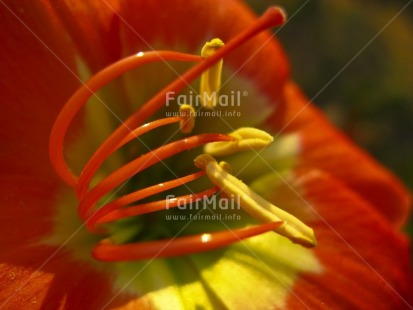 Fair Trade Photo Closeup, Colour image, Day, Flower, Horizontal, Nature, Outdoor, Peru, South America