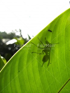 Fair Trade Photo Animals, Colour image, Day, Green, Insect, Leaf, Nature, Outdoor, Peru, Plant, South America, Vertical