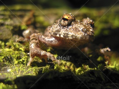 Fair Trade Photo Activity, Animals, Closeup, Colour image, Day, Frog, Funny, Horizontal, Outdoor, Peru, Relaxing, South America, Wildlife