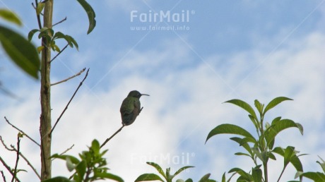 Fair Trade Photo Animals, Bird, Clouds, Colour image, Day, Emotions, Garden, Horizontal, Nature, Outdoor, Peru, Plant, Seasons, Sky, South America, Summer, Tree