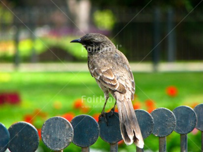 Fair Trade Photo Activity, Animals, Bird, Colour image, Garden, Green, Horizontal, Nature, Park, Peru, Seasons, Sitting, South America, Summer