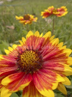 Fair Trade Photo Closeup, Colour image, Day, Flower, Garden, Nature, Outdoor, Peru, Red, South America, Vertical, Yellow