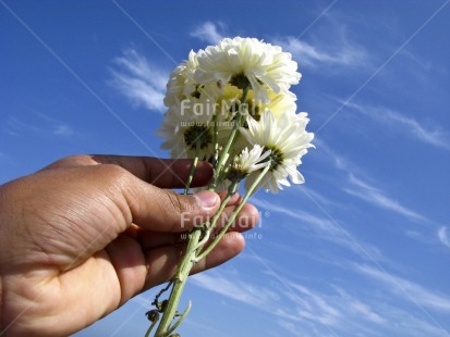 Fair Trade Photo Activity, Colour image, Condolence-Sympathy, Flower, Giving, Hand, Horizontal, Low angle view, Peru, Sky, South America, White