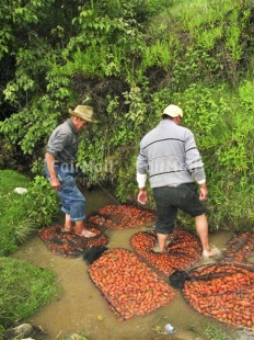 Fair Trade Photo Activity, Agriculture, Casual clothing, Cleaning, Clothing, Colour image, Entrepreneurship, Farmer, Food and alimentation, Health, Hygiene, Looking away, Outdoor, People, Peru, Portrait fullbody, Potatoe, Rural, Social issues, South America, Two men, Vertical, Water, Working