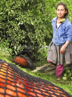 Fair Trade Photo Activity, Agriculture, Cleaning, Colour image, Entrepreneurship, Farmer, Food and alimentation, Health, Hygiene, Looking at camera, Nature, One girl, Outdoor, People, Peru, Portrait fullbody, Potatoe, Rural, Social issues, South America, Vertical, Working