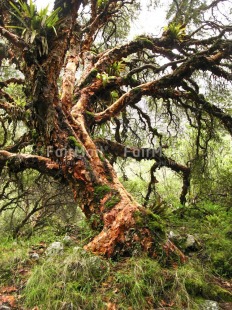 Fair Trade Photo Colour image, Environment, Food and alimentation, Fruits, Green, Growth, Nature, Old age, Orange, Outdoor, Peru, Quinoal, South America, Sustainability, Tree, Values, Vertical, Wisdom