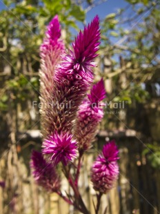 Fair Trade Photo Colour image, Day, Flower, Nature, Outdoor, Peru, Pink, South America, Vertical