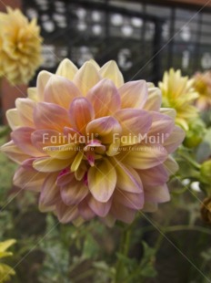 Fair Trade Photo Colour image, Day, Flower, Outdoor, Peru, Pink, South America, Vertical