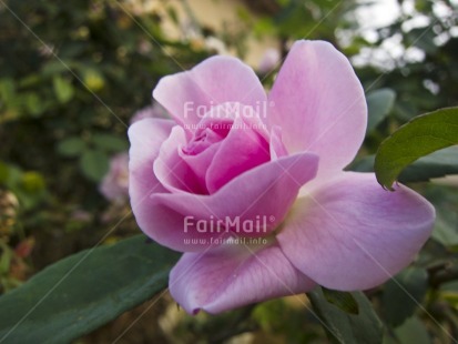 Fair Trade Photo Colour image, Day, Flower, Horizontal, Nature, Outdoor, Peru, Pink, South America