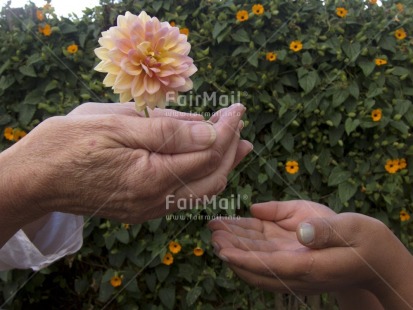 Fair Trade Photo Activity, Care, Closeup, Colour image, Day, Environment, Flower, Garden, Giving, Hand, Horizontal, Old age, Outdoor, People, Peru, Rural, Sharing, South America, Sustainability, Values, Young