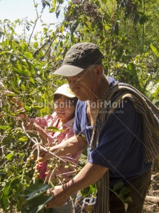 Fair Trade Photo Activity, Agriculture, Coffee, Colour image, Cooperation, Day, Farmer, Food and alimentation, Harvest, Looking away, One girl, One man, Outdoor, People, Peru, Portrait halfbody, Rural, South America, Tree, Vertical, Working