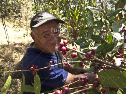 Fair Trade Photo Activity, Agriculture, Coffee, Colour image, Day, Farmer, Food and alimentation, Harvest, Horizontal, Looking at camera, One man, Outdoor, People, Peru, Portrait halfbody, Rural, Smiling, South America, Tree, Working