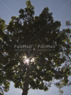 Fair Trade Photo Colour image, Condolence-Sympathy, Day, Light, Nature, Outdoor, Peru, Sky, South America, Sun, Tree, Vertical