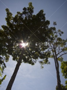 Fair Trade Photo Colour image, Condolence-Sympathy, Day, Light, Nature, Outdoor, Peru, Sky, South America, Sun, Tree, Vertical