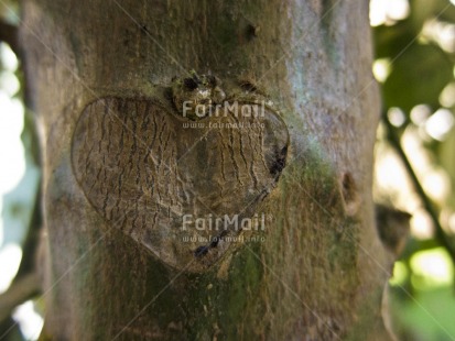 Fair Trade Photo Colour image, Day, Focus on foreground, Heart, Horizontal, Love, Nature, Outdoor, Peru, South America, Tree, Valentines day