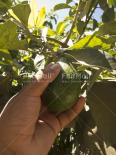 Fair Trade Photo Agriculture, Avocado, Colour image, Day, Food and alimentation, Fruits, Green, Hand, Harvest, Outdoor, Peru, Rural, South America, Tree, Vertical