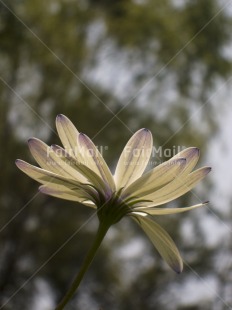 Fair Trade Photo Colour image, Condolence-Sympathy, Evening, Flower, Focus on foreground, Nature, Outdoor, Peru, South America, Vertical, White