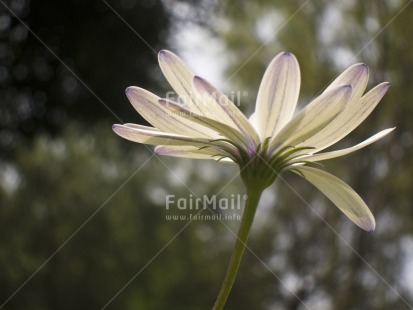 Fair Trade Photo Colour image, Condolence-Sympathy, Evening, Flower, Focus on foreground, Horizontal, Nature, Outdoor, Peru, South America, White