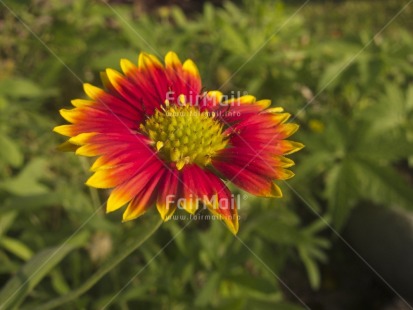 Fair Trade Photo Colour image, Day, Flower, Focus on foreground, Garden, Green, Horizontal, Nature, Outdoor, Peru, Red, Seasons, South America, Summer, Yellow