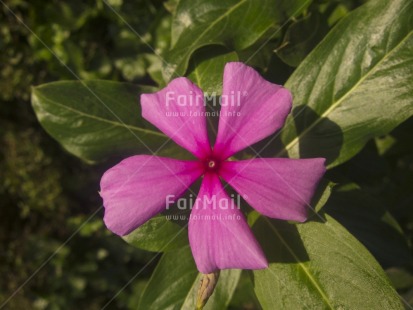 Fair Trade Photo Colour image, Day, Flower, Focus on foreground, Garden, Green, Horizontal, Nature, Outdoor, Peru, Pink, South America