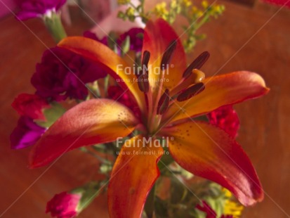 Fair Trade Photo Closeup, Colour image, Flower, Focus on foreground, Horizontal, Indoor, Peru, Red, South America