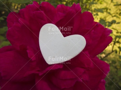 Fair Trade Photo Colour image, Day, Flower, Heart, Horizontal, Love, Outdoor, Peru, Pink, South America, Valentines day, White