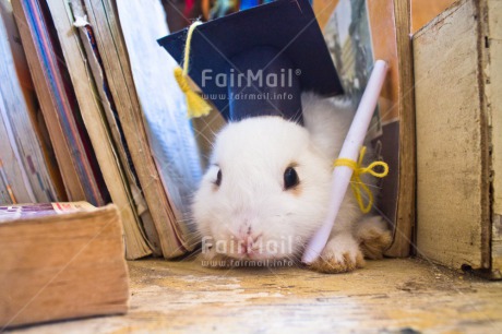 Fair Trade Photo Animals, Book, Clothing, Colour image, Congratulations, Diploma, Hat, Horizontal, Indoor, Peru, Rabbit, South America, Success