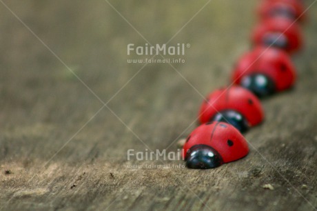 Fair Trade Photo Animals, Birthday, Colour image, Fathers day, Friendship, Horizontal, Ladybug, Love, Mothers day, Peru, South America, Tarapoto travel, Valentines day