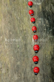 Fair Trade Photo Animals, Birthday, Colour image, Fathers day, Friendship, Ladybug, Love, Mothers day, Peru, South America, Tarapoto travel, Valentines day, Vertical