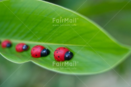 Fair Trade Photo Animals, Birthday, Colour image, Fathers day, Friendship, Horizontal, Ladybug, Love, Mothers day, Peru, South America, Tarapoto travel, Valentines day