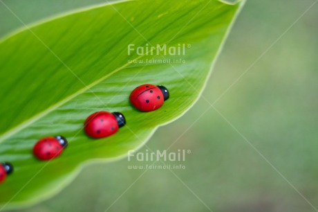 Fair Trade Photo Animals, Birthday, Colour image, Fathers day, Friendship, Horizontal, Ladybug, Love, Mothers day, Peru, South America, Tarapoto travel, Valentines day