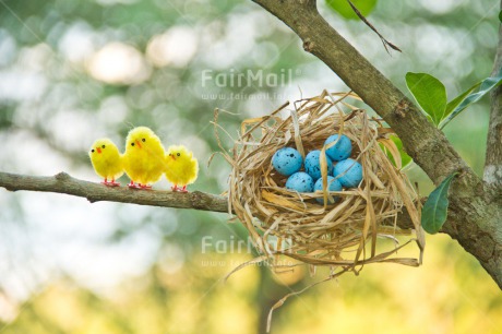 Fair Trade Photo Animals, Bird, Birthday, Colour image, Fathers day, Friendship, Horizontal, Love, Mothers day, Peru, South America, Tarapoto travel, Valentines day