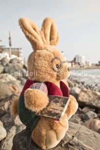 Fair Trade Photo Animals, Beach, Colour image, Holiday, Huanchaco, Love, Peluche, Peru, Rabbit, Sea, South America, Thinking of you, Valentines day