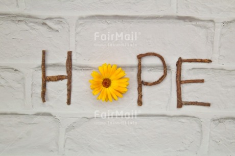 Fair Trade Photo Card occasion, Colour, Colour image, Flower, Hope, Horizontal, Letter, Nature, Object, Peace, Peru, Place, South America, Text, Values, White, Yellow