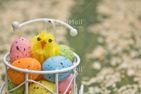 Fair Trade Photo Adjective, Animals, Chick, Colour, Easter, Egg, Food and alimentation, Horizontal, New baby