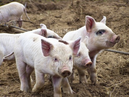 Fair Trade Photo Animals, Colour image, Day, Friendship, Funny, Horizontal, Outdoor, Peru, Pig, Rural, South America, Together